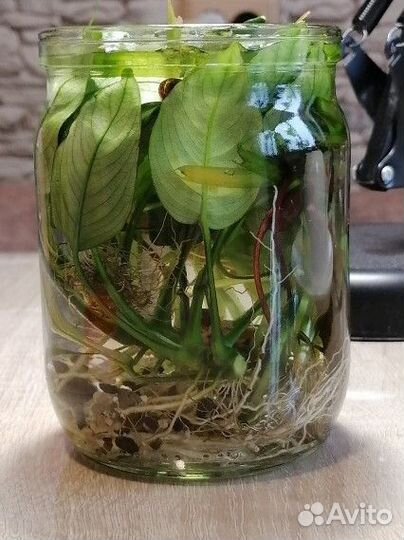 Аквариумные растения