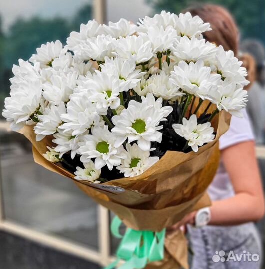 Хризантема Ромашки