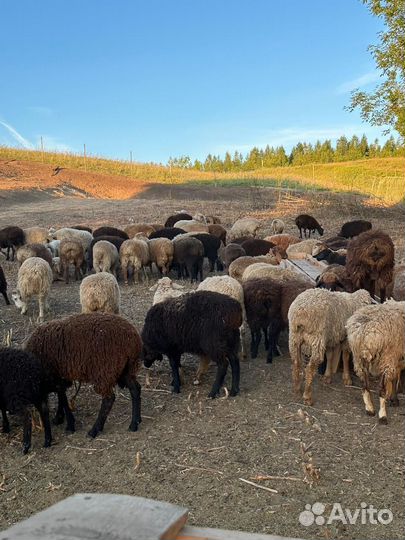 Овцы и бараны