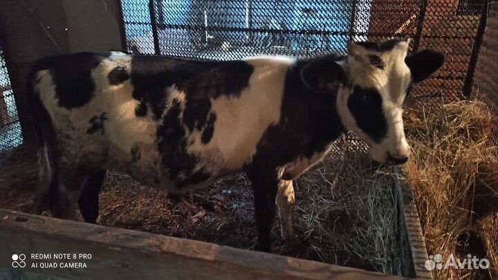 Две телочки