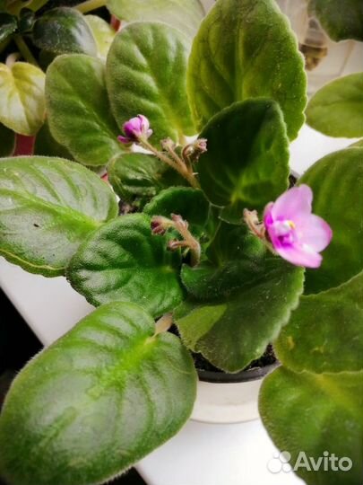 Цветущие фиалки