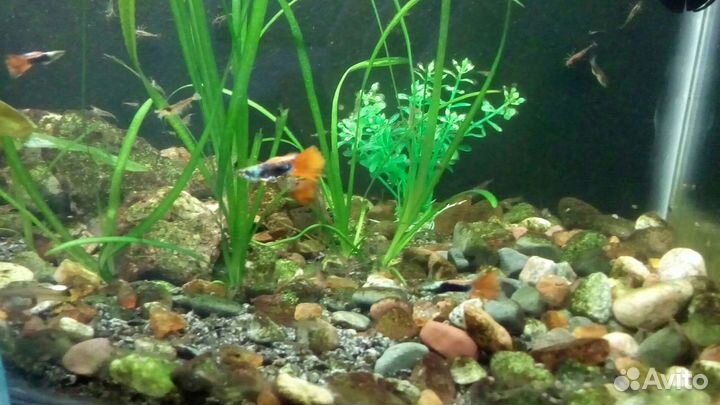 Рыбки гуппи