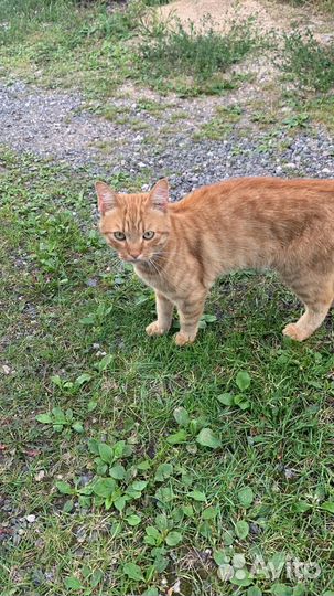 Рыжий кот