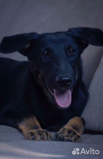 Очень хорошей девочке нужна семья