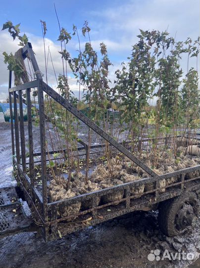 Клен гиннала