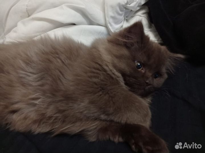 Британские котята