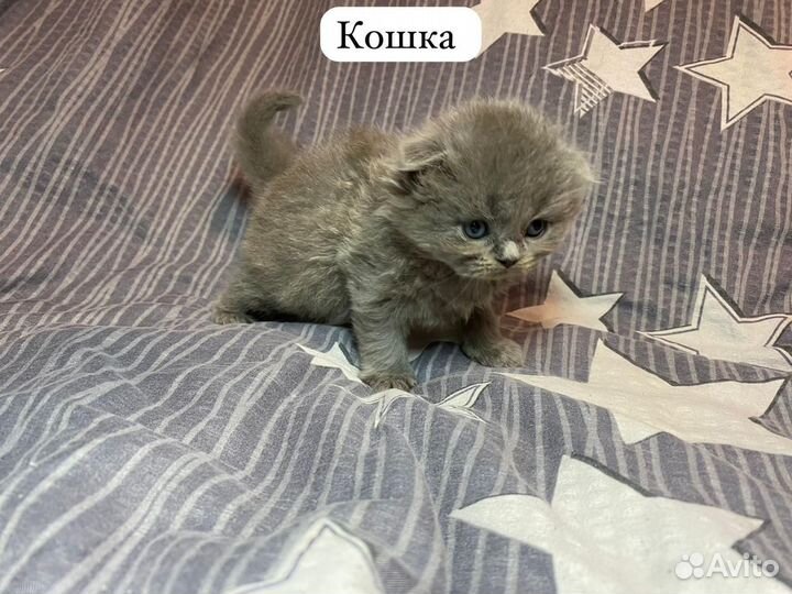 Шотландские котята