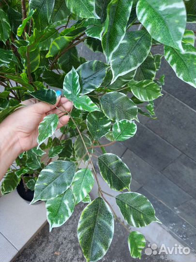 Искусственное дерево фикус