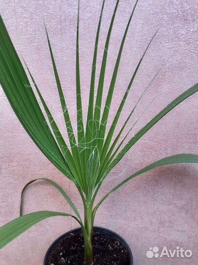 Пальма вашингтония нитевидная