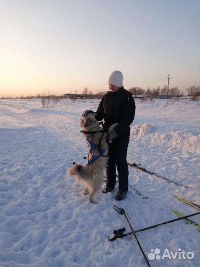 Проводник в мир приюта