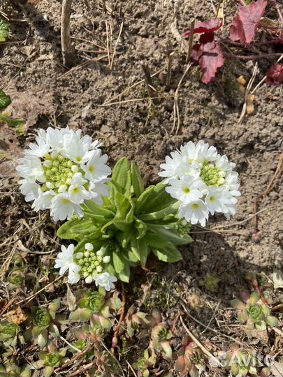 Примула мелкозубчатая