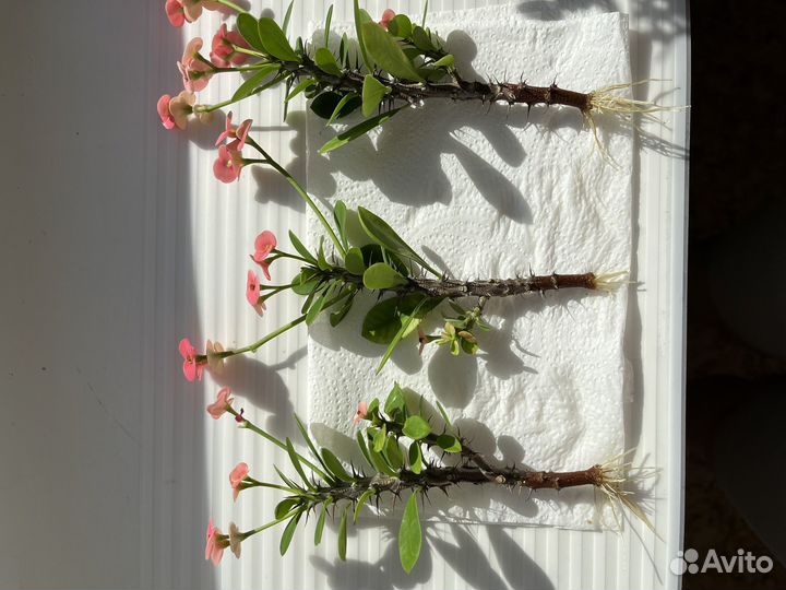 Молочай Миля розовый (эуфорбия)