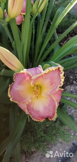 Лилейники сортовые