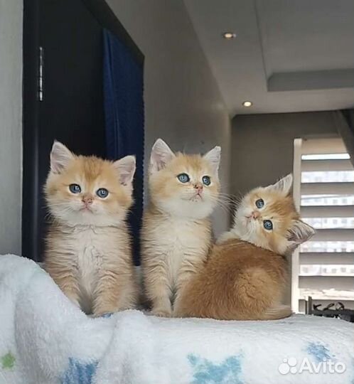 Британские котята золотая шиншилла