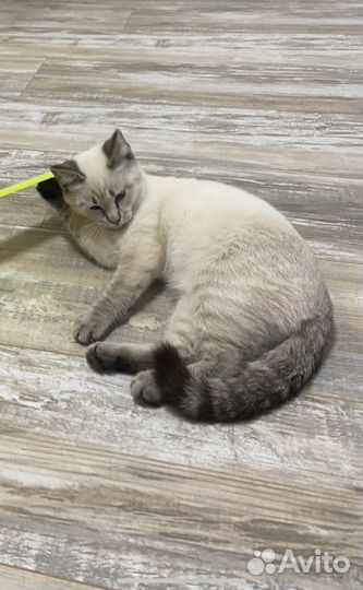 Котенок невская маскарадная