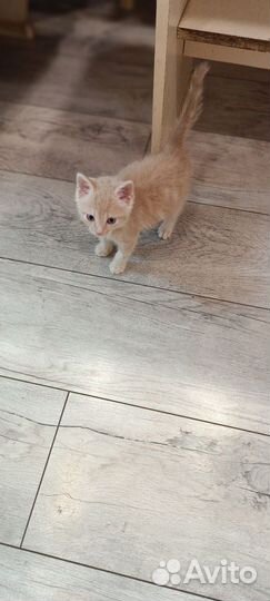 Отдам котенка