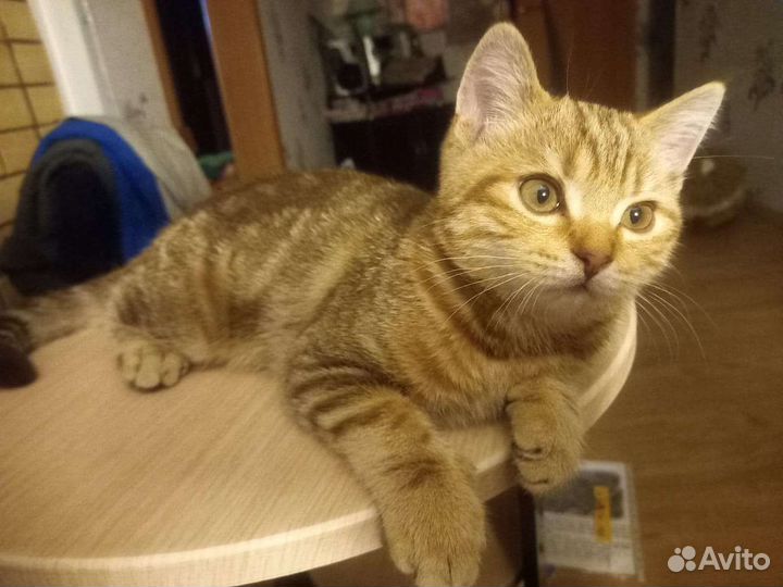 Котенок Британец