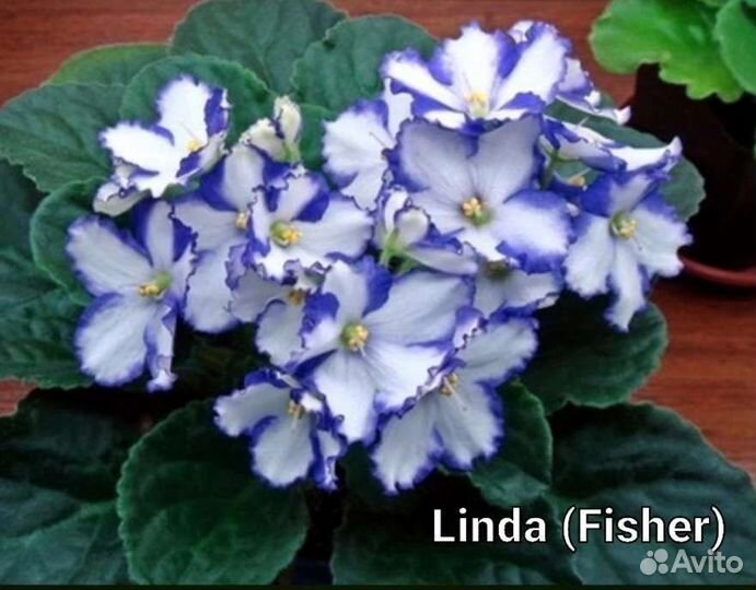 Сортовые фиалки: детки, черенки с детками