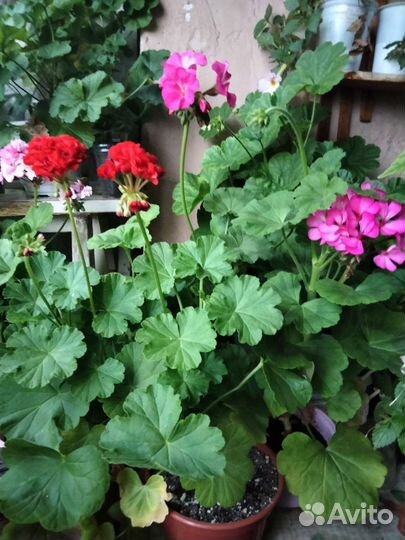 Пеларгония герань/Сортовые срезы