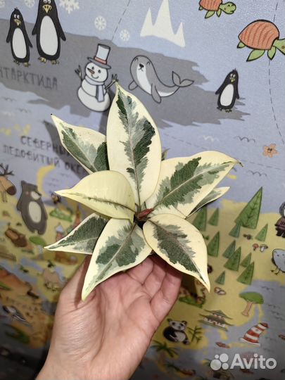 Фикус мелани вариегатный