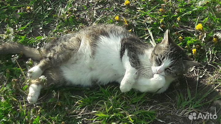 Эко-присмотр за Домом, Растениями и Животными