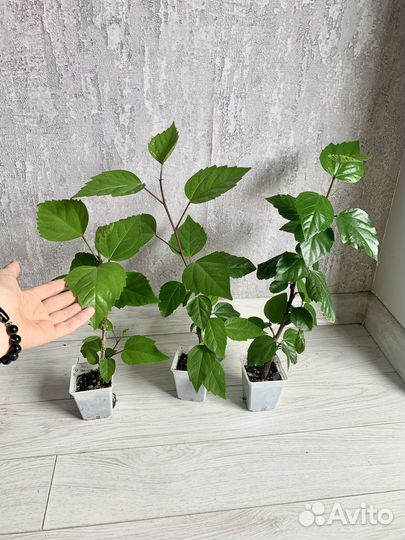 Гибискус, китайская роза