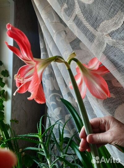 Гиппеаструм горшок с 2 луковицами