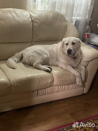 Вязка кобель