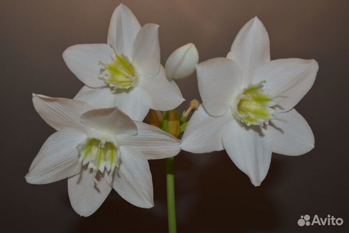 Продам цветы эухариса цветущего