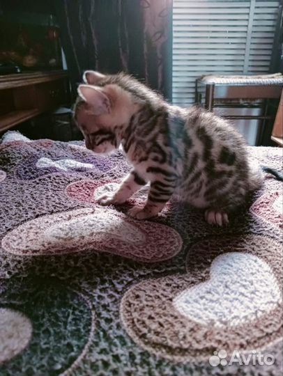 Бенгальские котята