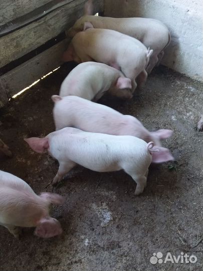 Поросенок ландрас