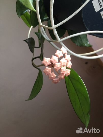 Хойя карноза