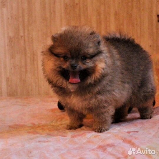 Мишка Топтыжка щенок шпица
