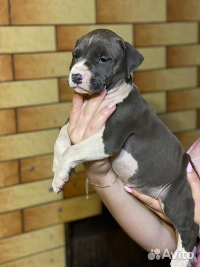 Щенки питбуля