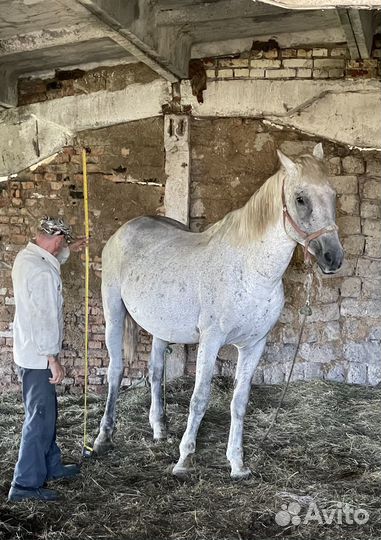 Продаются лошади