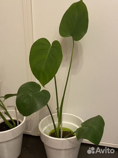 Монстера делициоза