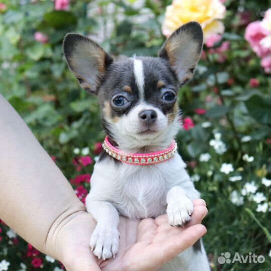 Голубая Девочка чихуа 5 мес.с доставкой и видео