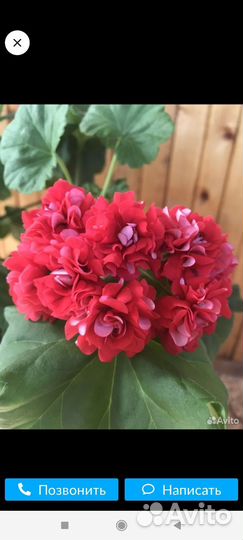 Пеларгония герань