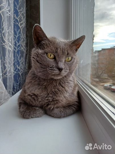 Кошка ищет дом