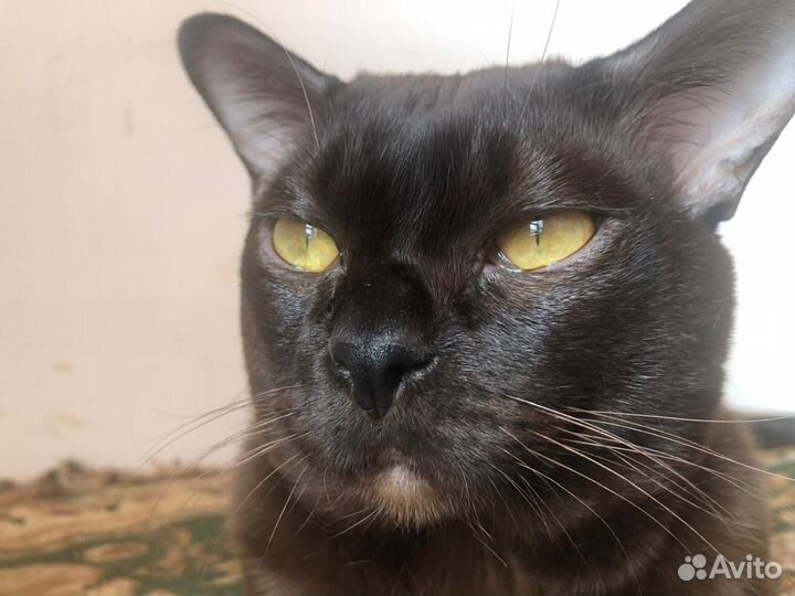 Бурманский кот