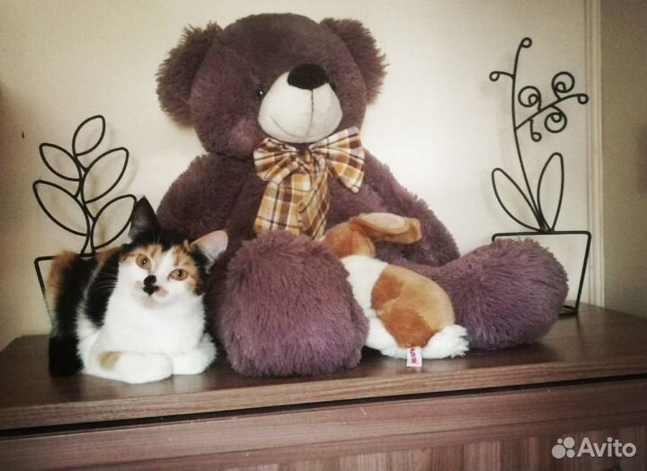 Трехцветная кошечка - к удаче