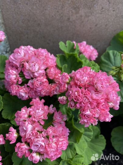 Пеларгония герань