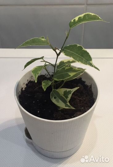 Бегония,фикус,пеларгония,сциндапсус