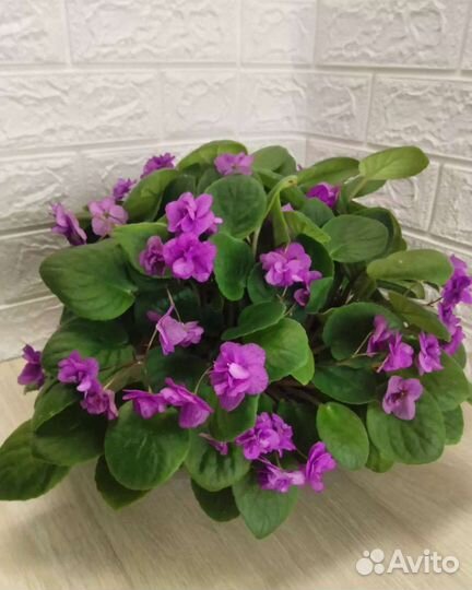 Фиалка трейлер