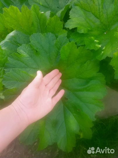 Многолетники