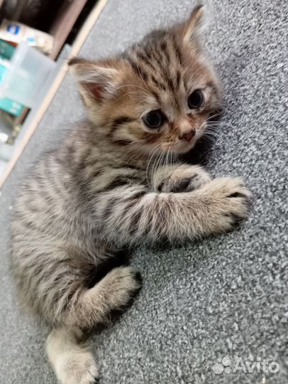 Отдам котёнка бесплатно