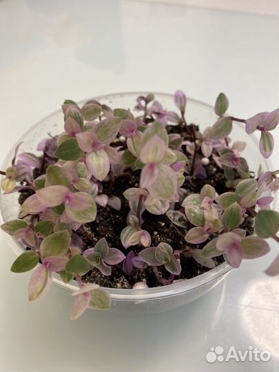 Коллизия розовая пантера