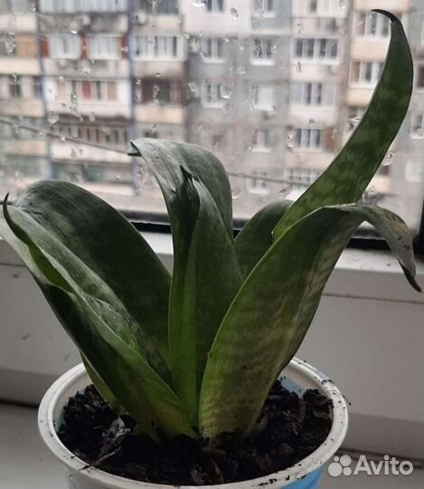 Сансевиерия лауренти и 3 других вида