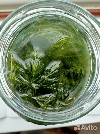 Растения для аквариума. Прополка