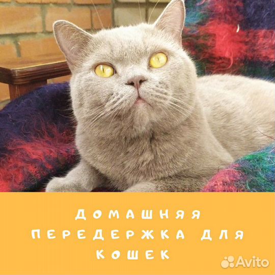 Передержка для кошек